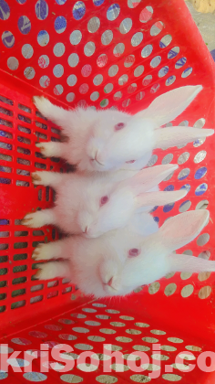 খরগোশ (Rabbit)